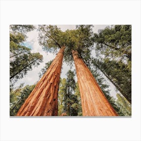 Redwood Trees In California Canvas Print