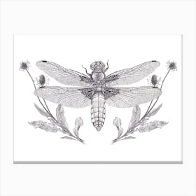 Broad Bodied Chaser Dragonfly Canvas Print