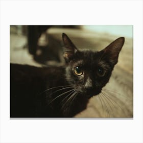 Black cat at thai night market Canvas Print