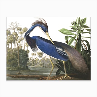 Louisiana Heron Canvas Print