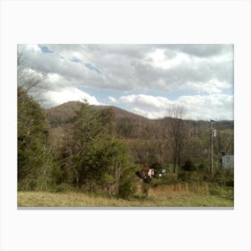 Cows On A Hill Canvas Print