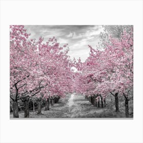 Charming Cherry Blossom Alley Canvas Print