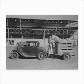 Rodeo Performer Arriving At The San Angelo Fat Stock Show Barn With His Horse In Trailer, San Angelo, Texas By Canvas Print