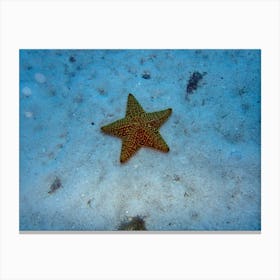 Starfish Canvas Print