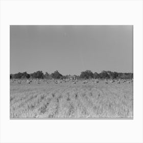 Untitled Photo, Possibly Related To Cranes In Rice Field, Crowley, Louisiana By Russell Lee Canvas Print