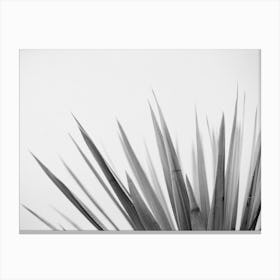 Pointy Leaves Canvas Print