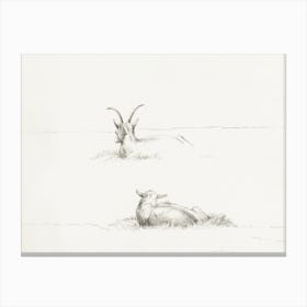 Sketches Of A Lying Goat And A Sheep, Jean Bernard Canvas Print