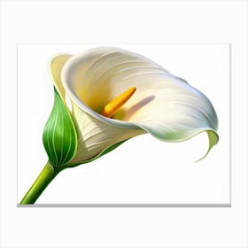 A Single White Calla Lily Flower With A Yellow Center, Isolated On A White Background Canvas Print