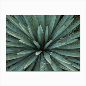 Spiked Leaves Canvas Print