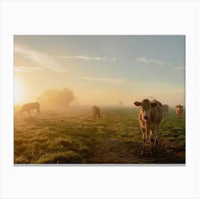 Glowing Sunrise with the Cows Canvas Print