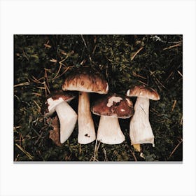 Woodland Mushroom Harvest Canvas Print