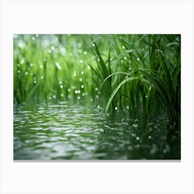 Green Grass In The Rain Canvas Print