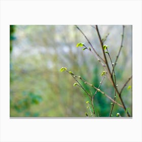 Spring Buds On A Tree 20220402 208ppub Canvas Print