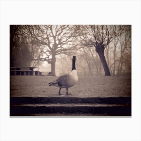 Geese In The Park foggy morning Canvas Print