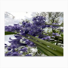 Img 4333 Spring in the arboretum Canvas Print