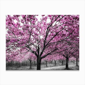 Cherry Blossoms With Sunrays Canvas Print