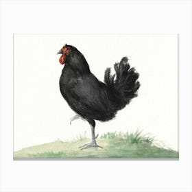 Standing Black Chicken, Jean Bernard Canvas Print