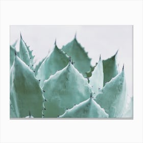 Agave Plant Leaves Canvas Print