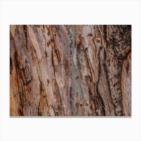 Close Up Of Abstract Colorful Striped Texture And Pattern Of Eucalyptus Tree Canvas Print