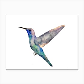 Kolibri Canvas Print