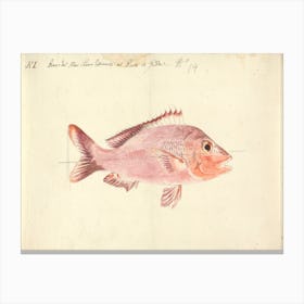 A Fish From The Red Sea, Luigi Balugani Canvas Print
