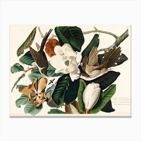 Birds Of America Art Print _2527030 Canvas Print