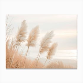 Pampas Grass In Evening Light Canvas Print