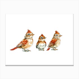 Cardinals Canvas Print