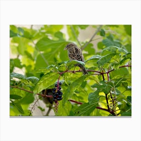 Sparrow And Poke Berries Canvas Print