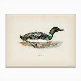 Common Loon (Colymbus Immer), The Von Wright Brothers Canvas Print