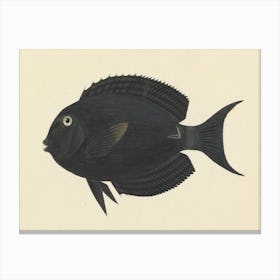 Unidentified Fish, Luigi Balugani 2 Canvas Print