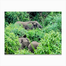Elephants In The Bush Ngorongoro Conservation Area, Tanzania (Africa Series) Canvas Print