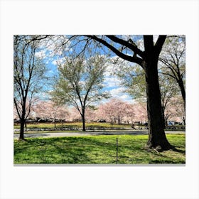 Driver’s View, Cherry Blossoms In Washington DC Canvas Print