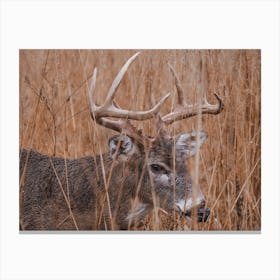 Deer In Dry Grass Canvas Print