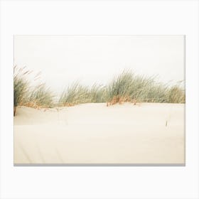 Dune Grass Canvas Print