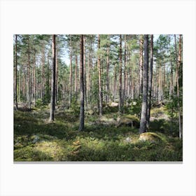 Swedish forrest 40892 Canvas Print