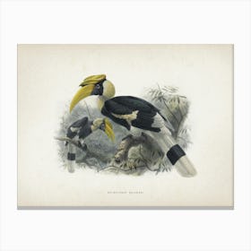 Vintage Keulemans 2 Dichoceros Bicornis Canvas Print