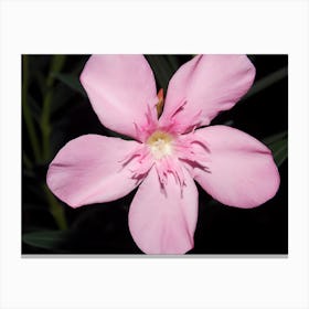 Pink Oleander Canvas Print