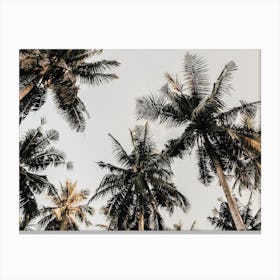 Warm Tropical Palm Trees Canvas Print
