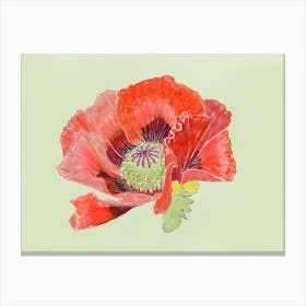 Red Poppy 3 Canvas Print