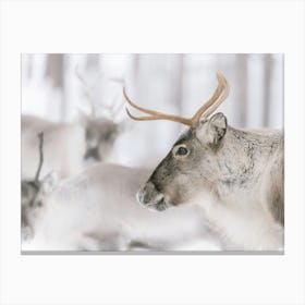 Brown Reindeer In The Snow | Swedish Lapland | Sweden Canvas Print