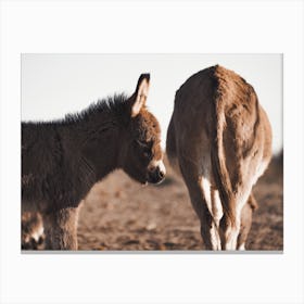 Western Donkey Pair Canvas Print