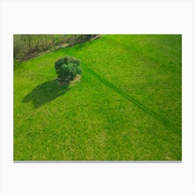 Lone Tree In A Green Field Canvas Print