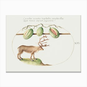 Reindeer With Melons (1575–1580), Joris Hoefnagel Canvas Print