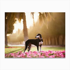 Saluki in between the flowers - Abu Dhabi UAE dog photo print - moody animal photography art Canvas Print