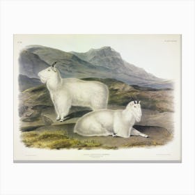 Rocky Mountain Goat, John James Audubon Canvas Print