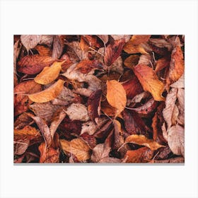 Red And Orange Leaves Canvas Print