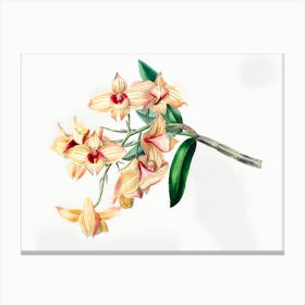 Orchids 4 Canvas Print