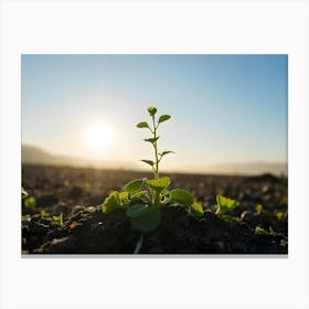 Young Plant In The Field Canvas Print