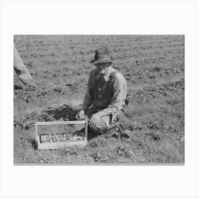 Untitled Photo, Possibly Related To Child Of White Migrant Berry Worker Picking Strawberries In Field Near Canvas Print
